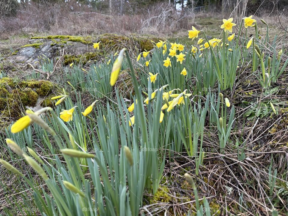 Daffodils blooming in early spring 