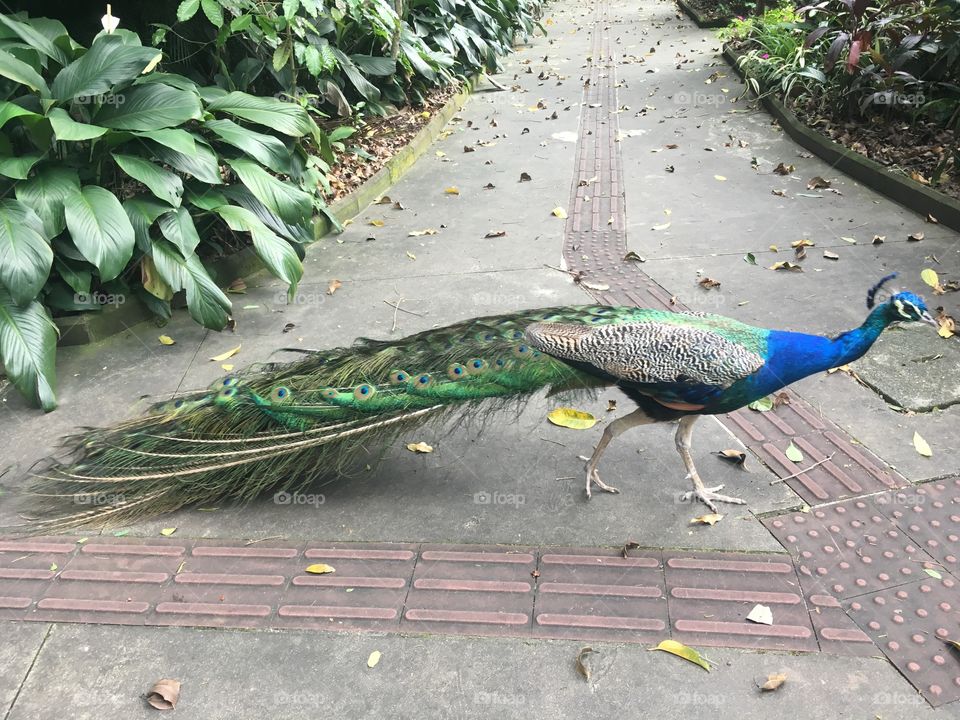 Pavão - uma ave que gosta de “aparecer”!