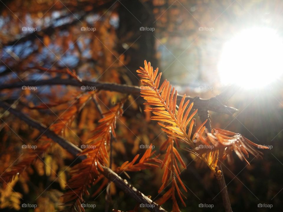 Cypress in the Sun