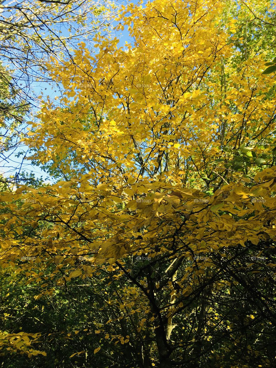 Dazzled during my walk in the woods yesterday. Such a bright, beautiful tree. Autumn has such beautiful colours all around us.