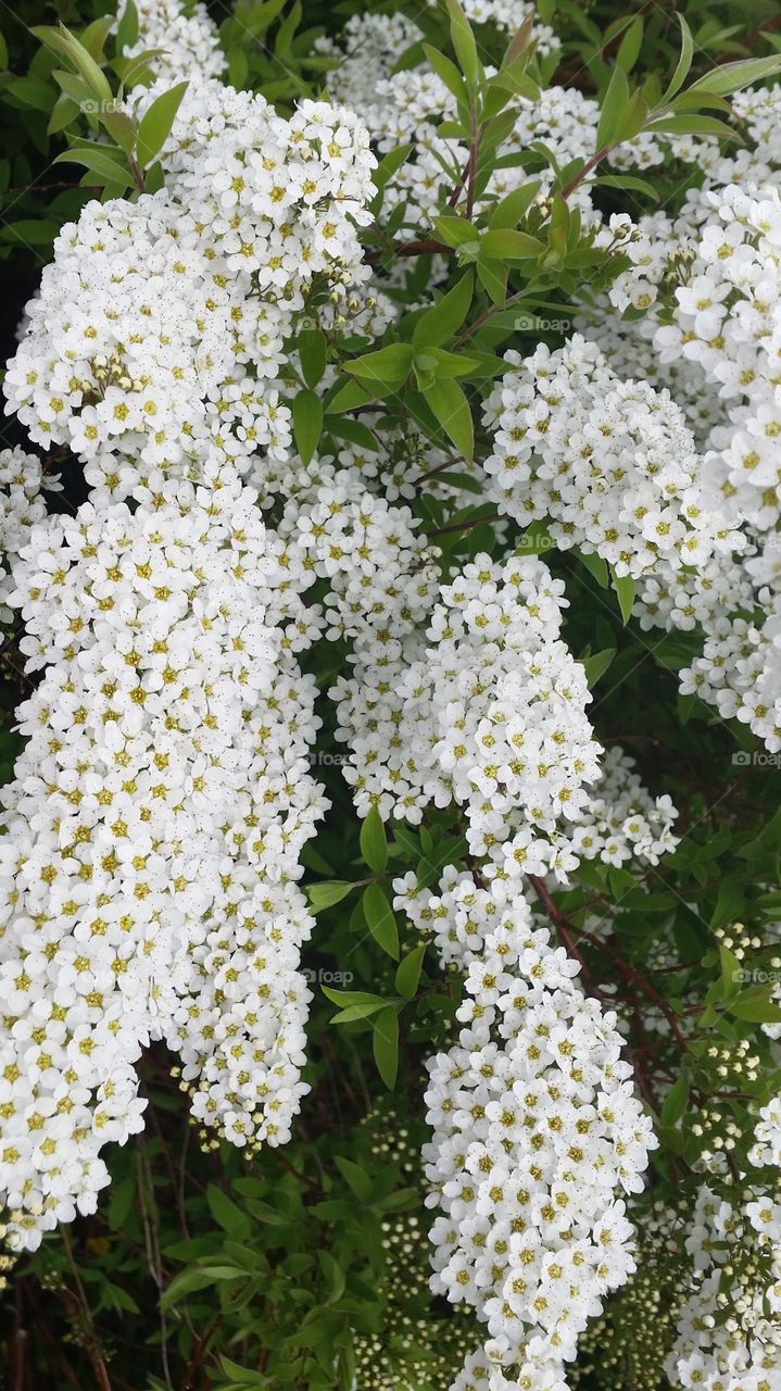 Bush Flowers!