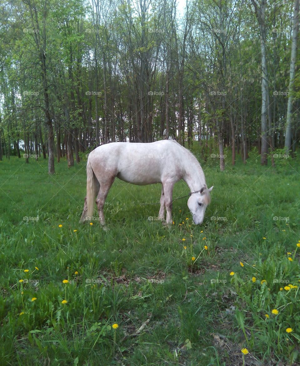 White horse in the spring park