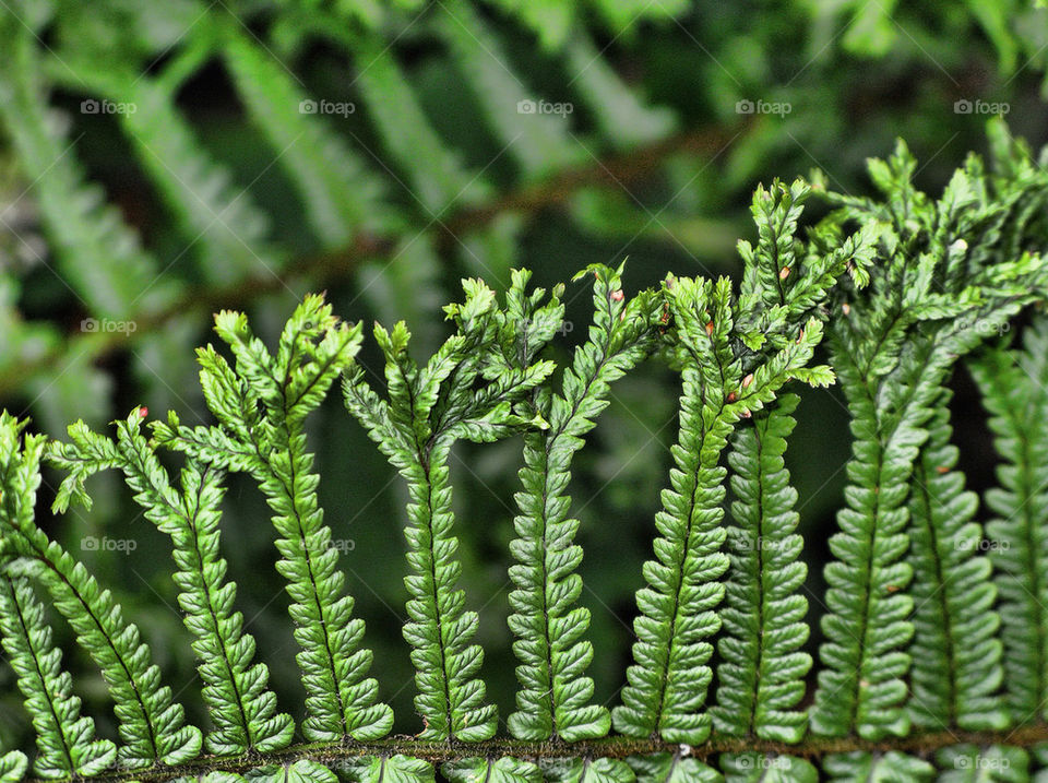 green macro leaves ferns by chris7ben