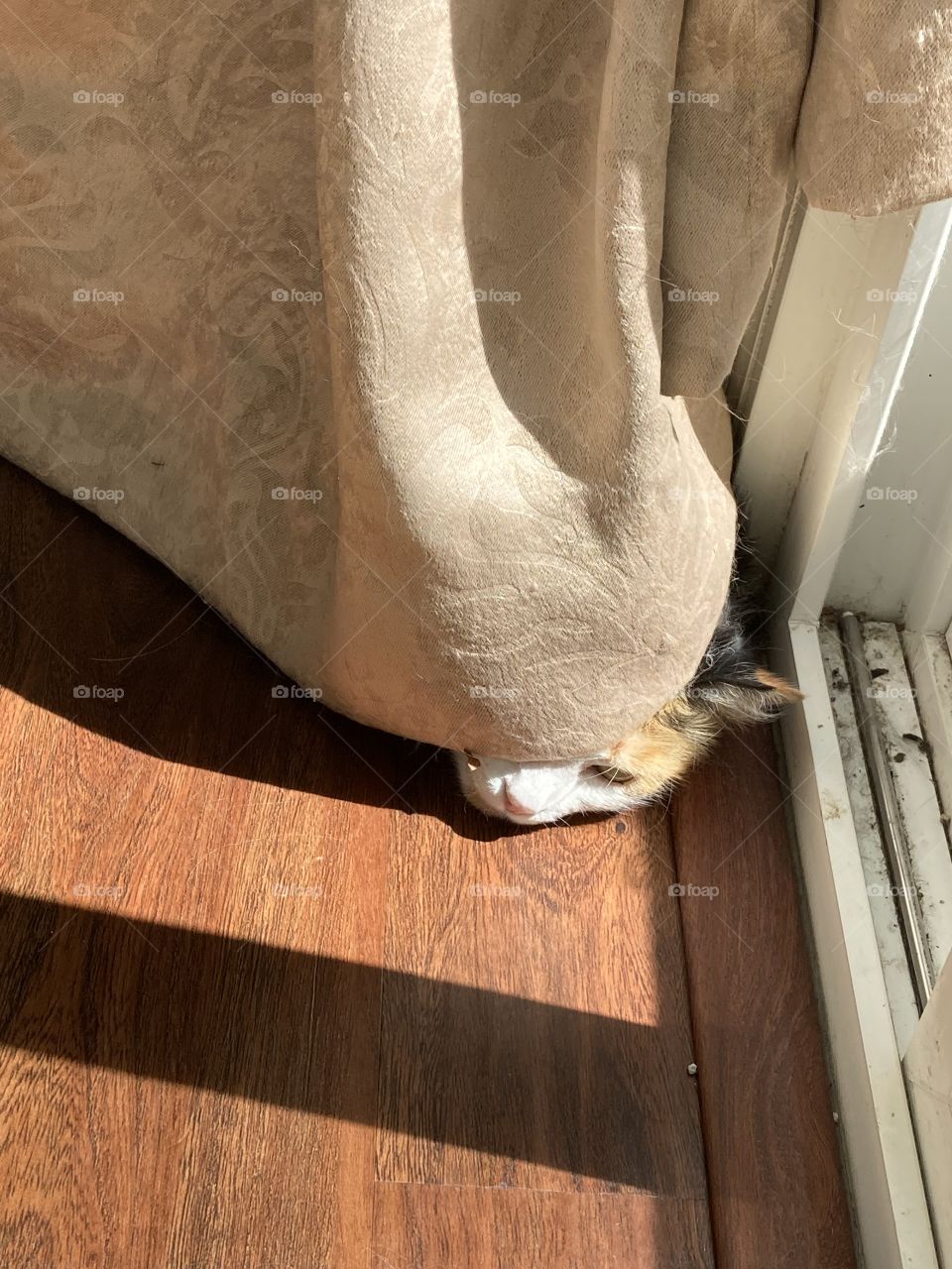 Peek a boo curtain cat