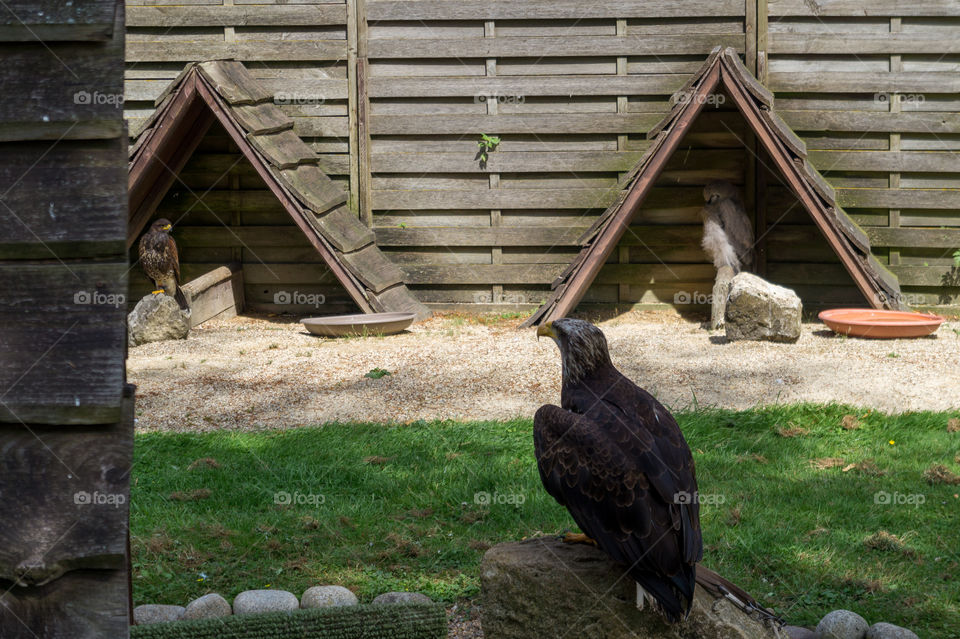 Hawks and eagles in wooden shelter