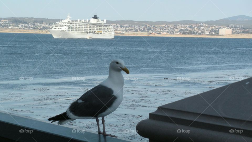 close up view of sea gull overlooking a white cruise ship on the ocean in California