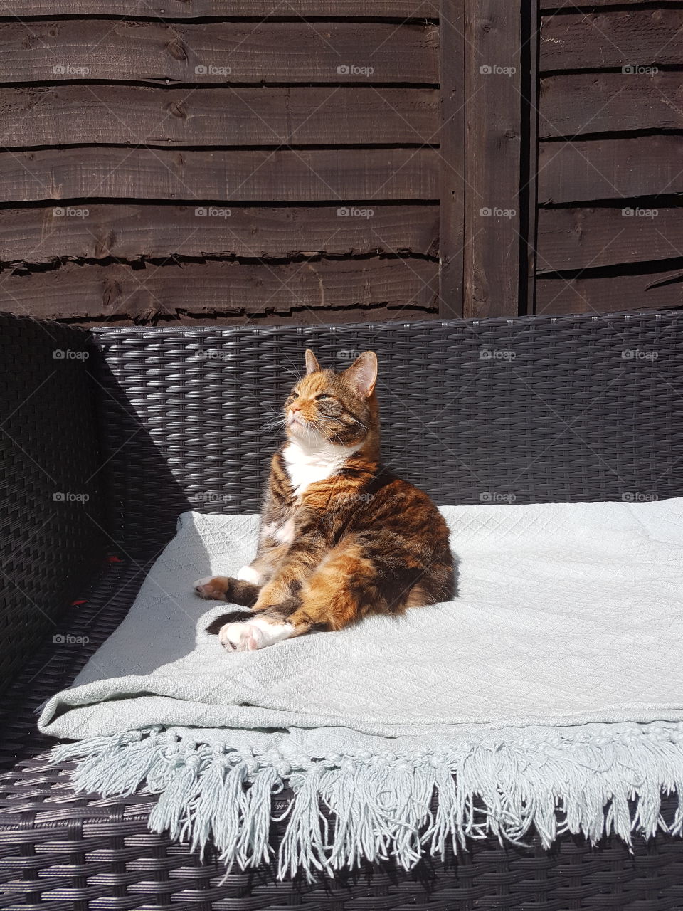 sunbathing cat