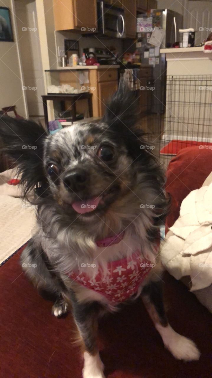 Hilarious chihuahua puppy making a face