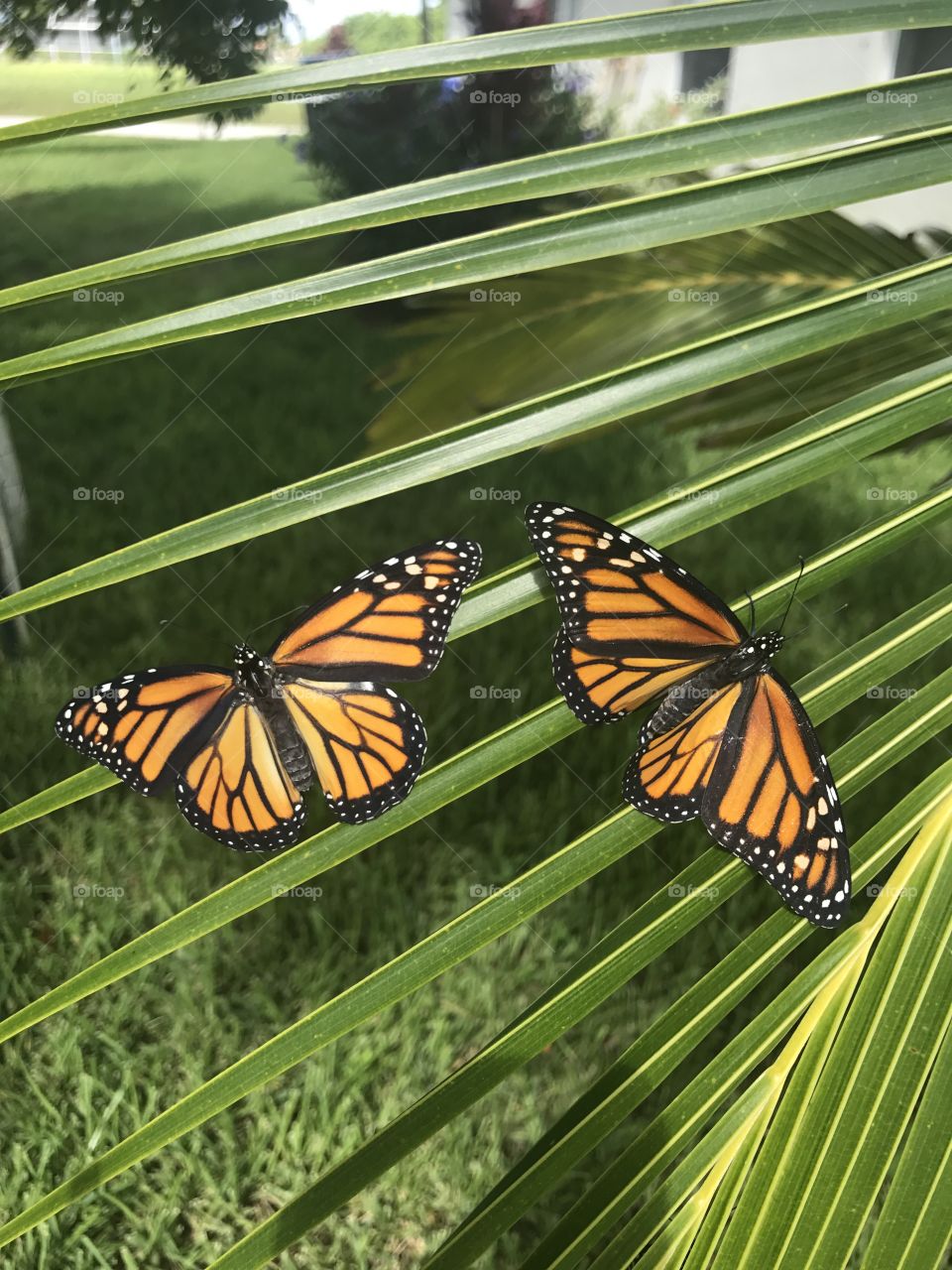 Monarch sisters 