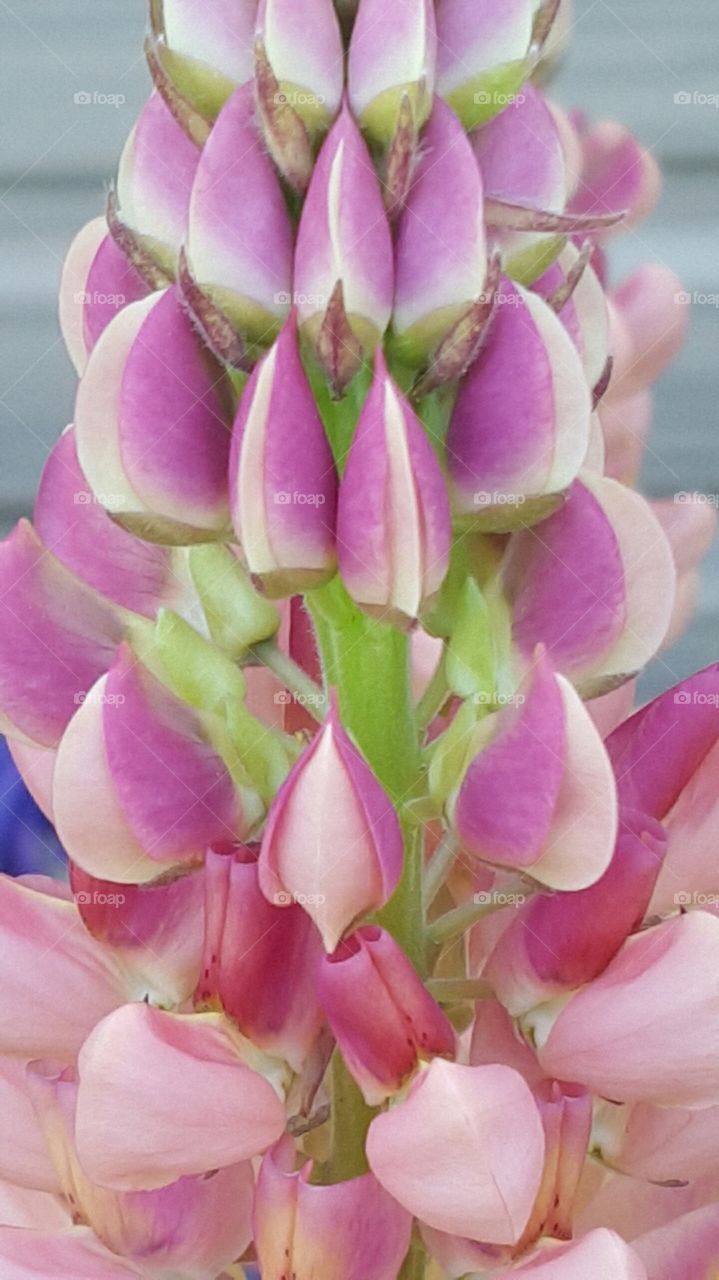 Close-up of lupine