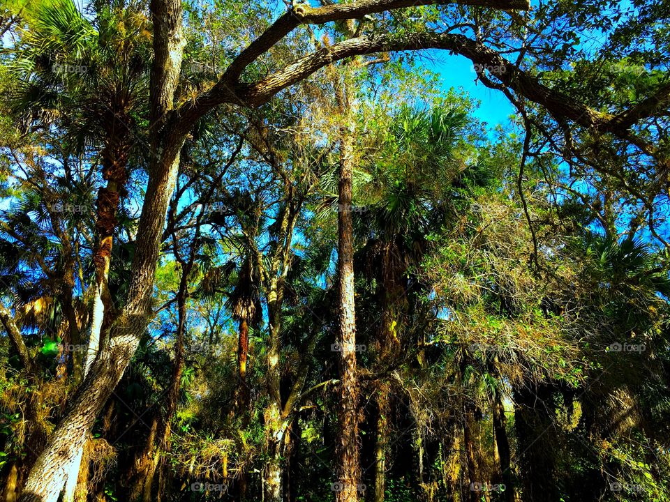 The Florida jungle 