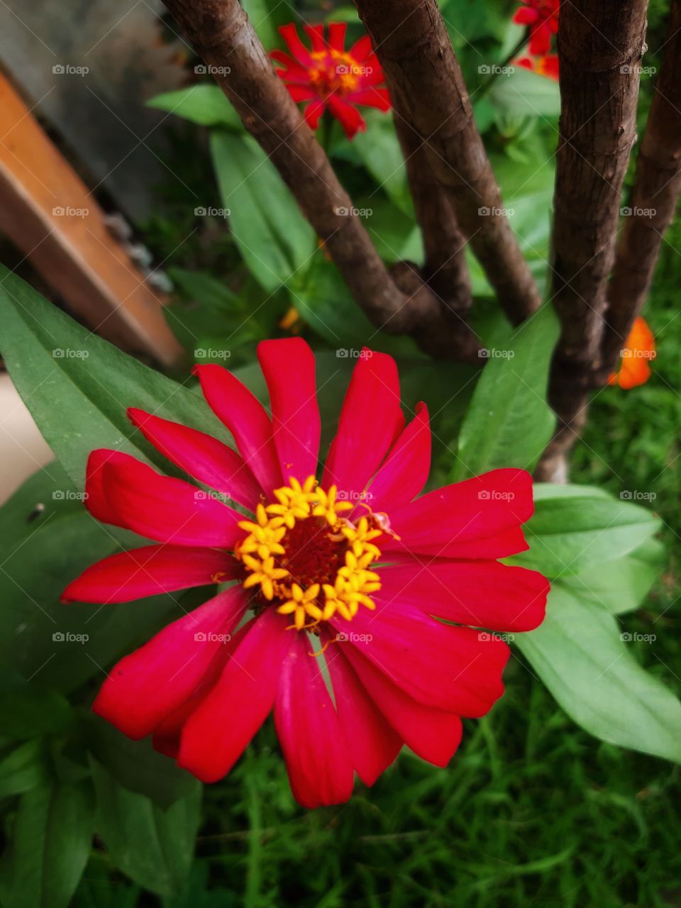 A red blooming flower that can be interpreted that life must go on even though we are in a difficult situation like this pandemic of Covid - 19.