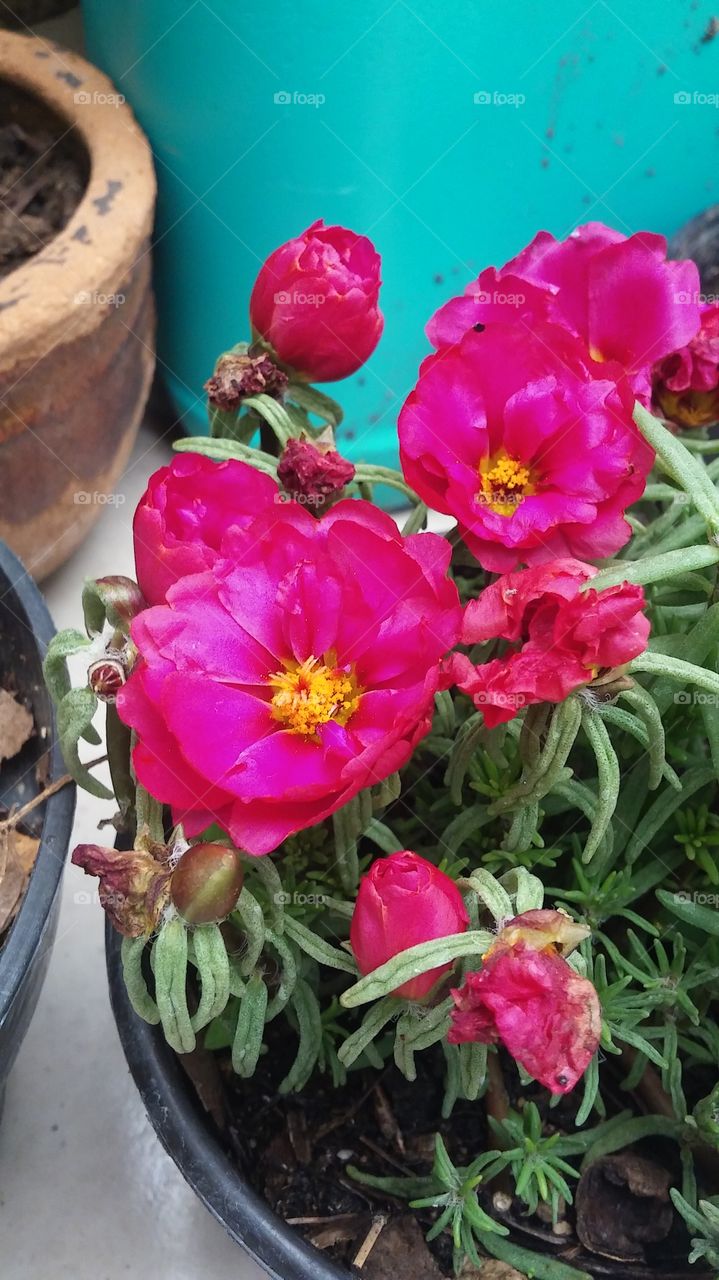 flor rosa