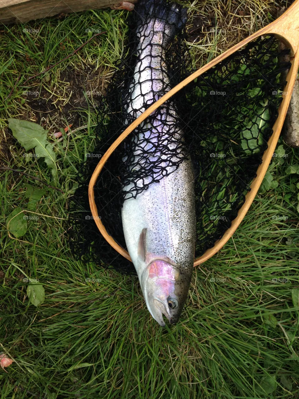 Fish