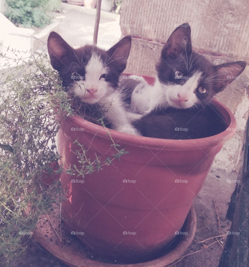 Romantic cats in pot