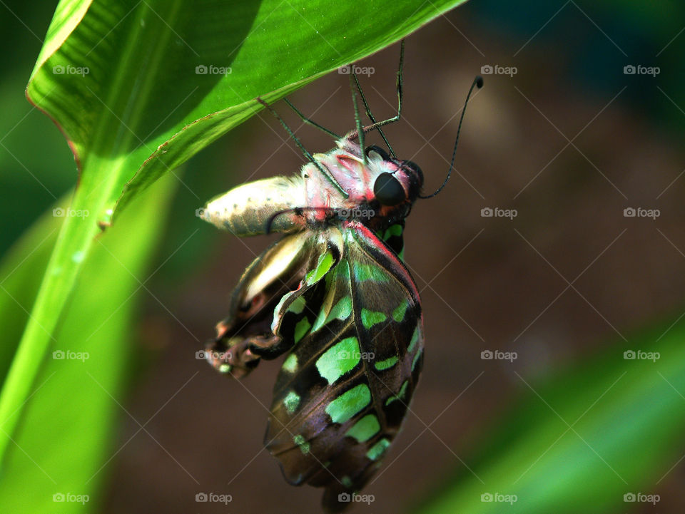 Tropical butterfly