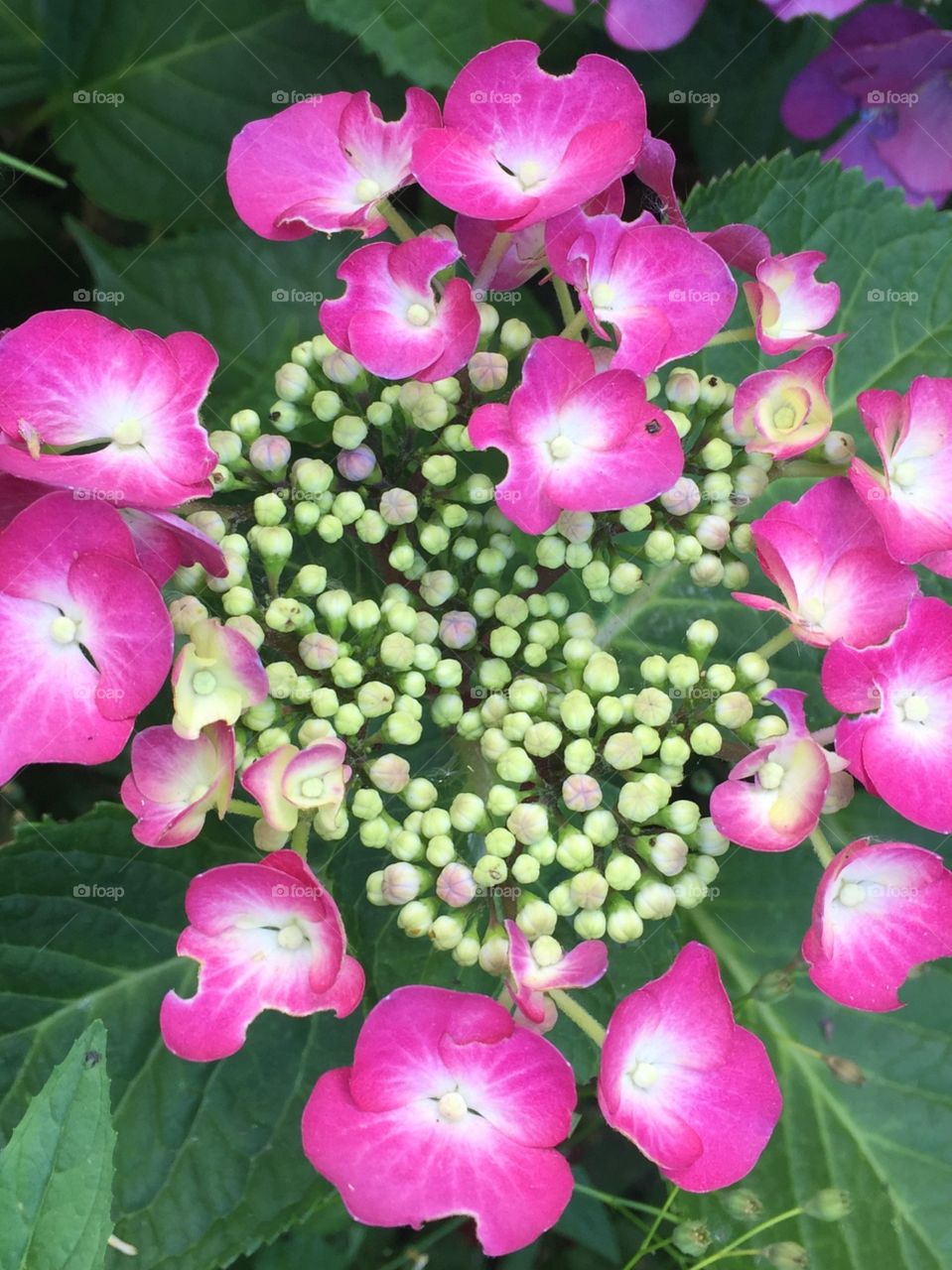 Pink Hydrangea 