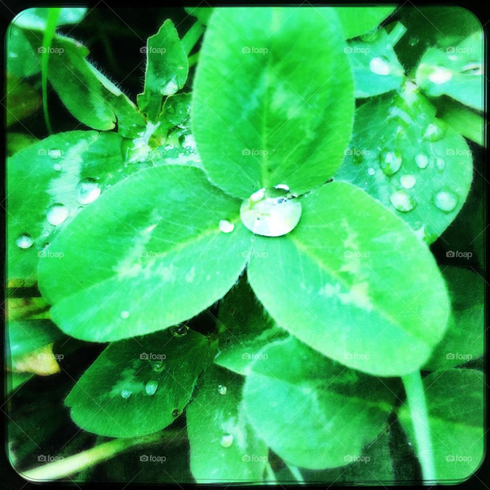 Clover water droplet 