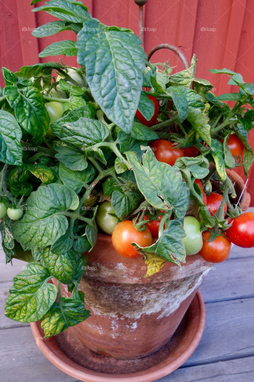 I only planted one tomato plant but it is full of tomatoes and the taste delicious.