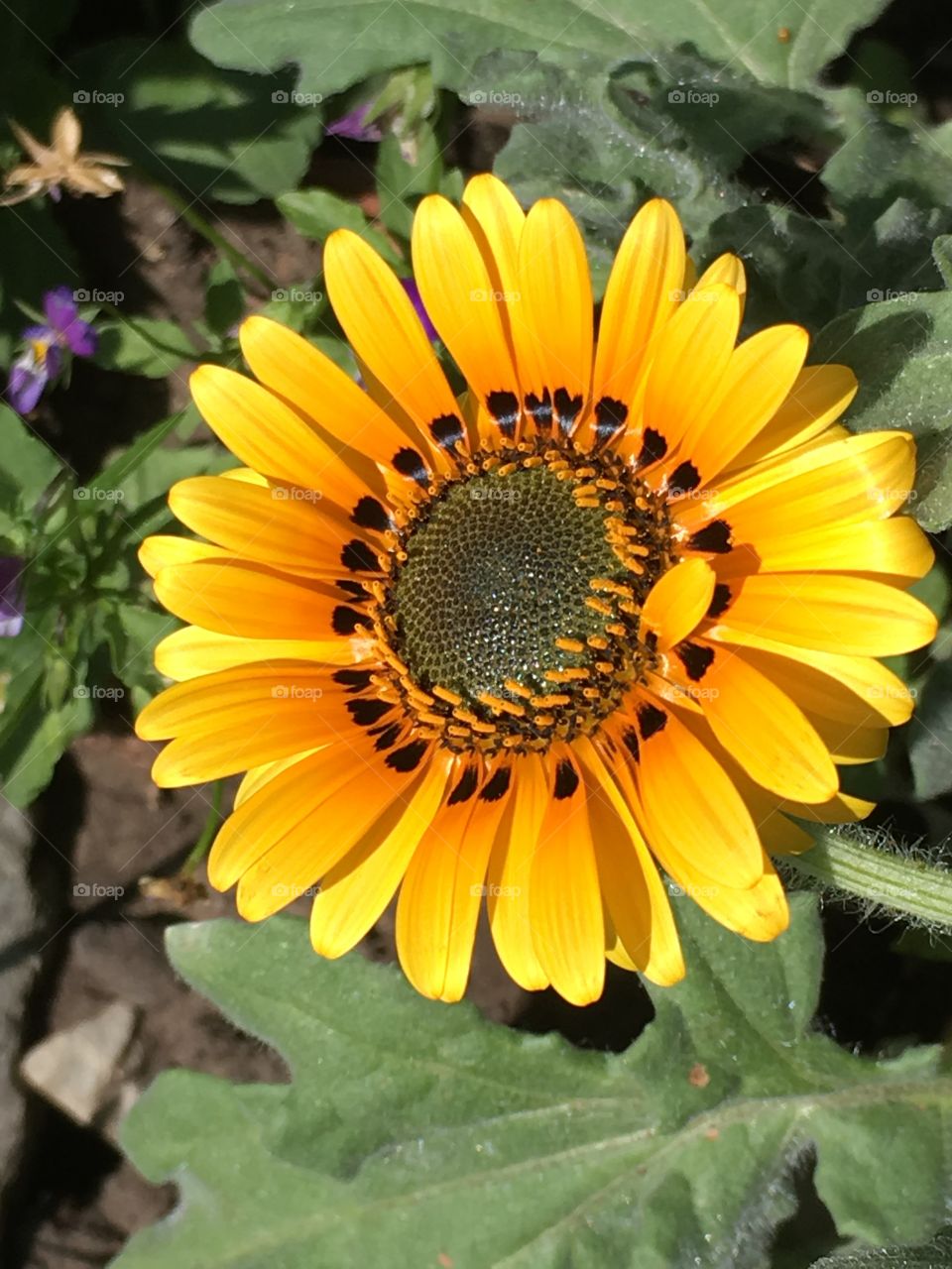 Yellow flower 