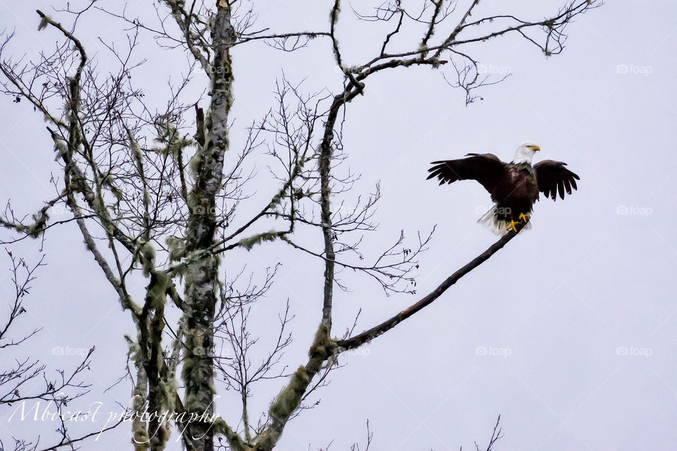 Eagles drying her wings