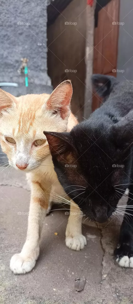 my cat