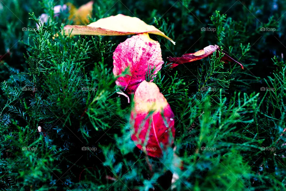 leaves in a bush