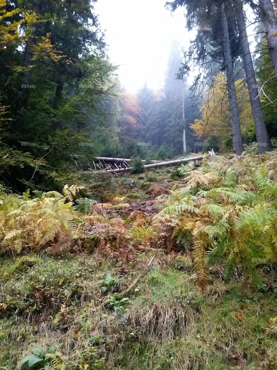 Forest in Schwarzwald