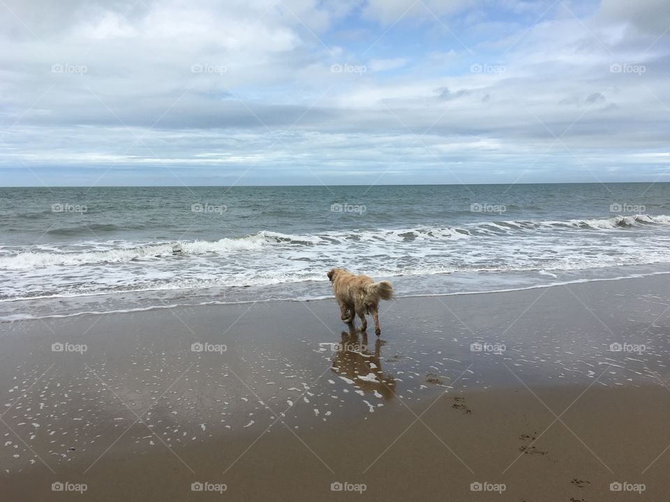Beach, Water, Sea, Surf, Ocean