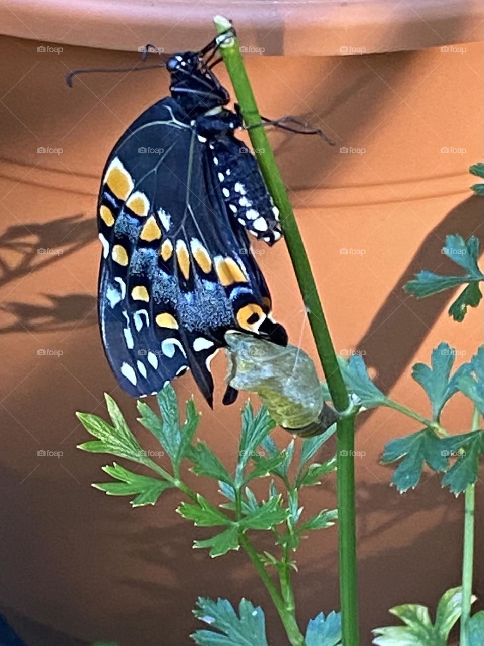 Black swallowtail butterfly fresh from its cocoon 