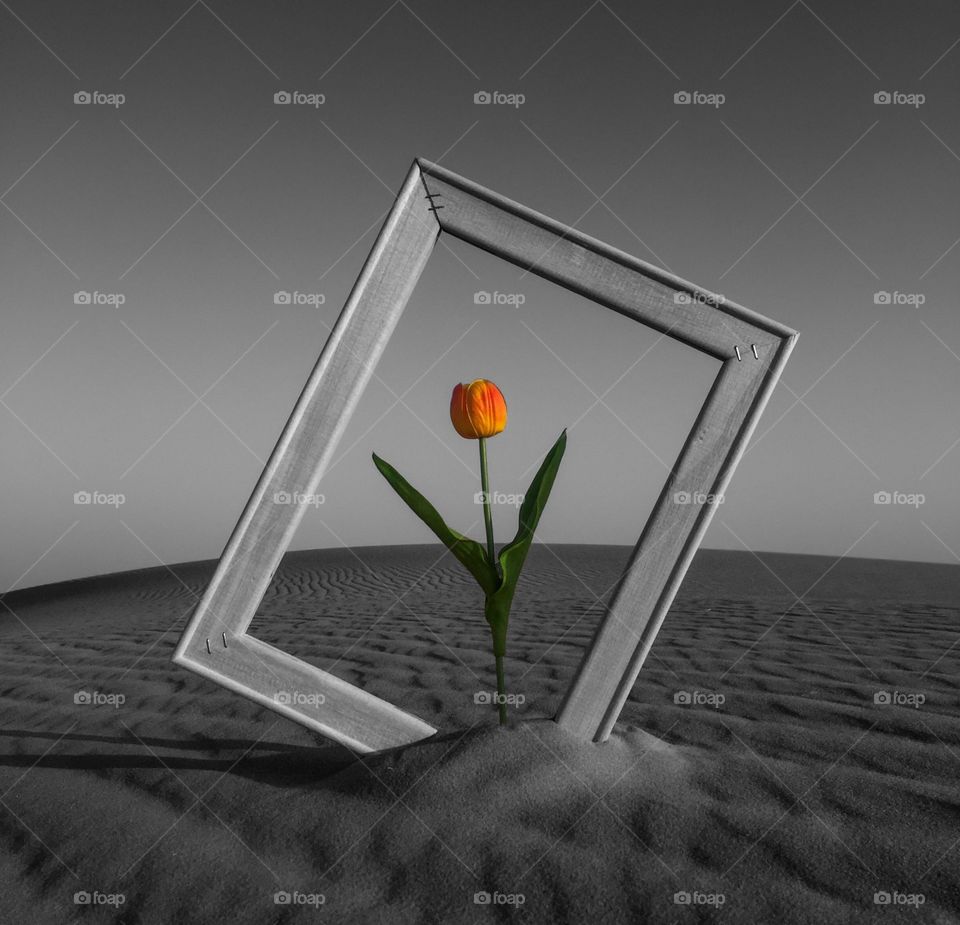 Creative shot of a rose in the desert