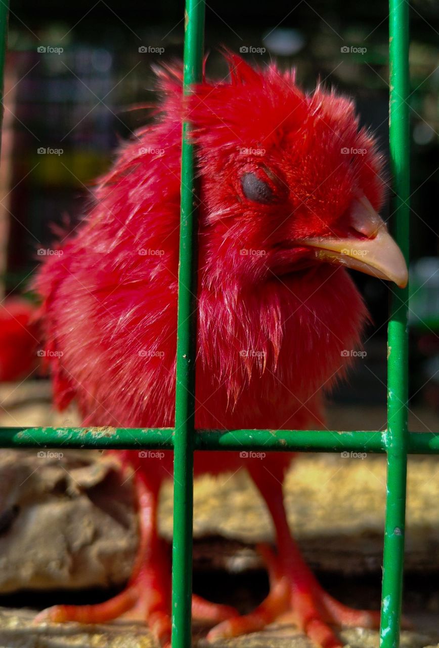 beautiful colourful bird
