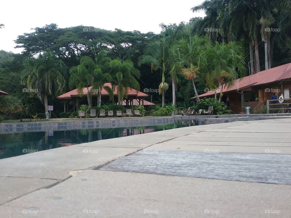 Tree, Palm, Tropical, Travel, Resort