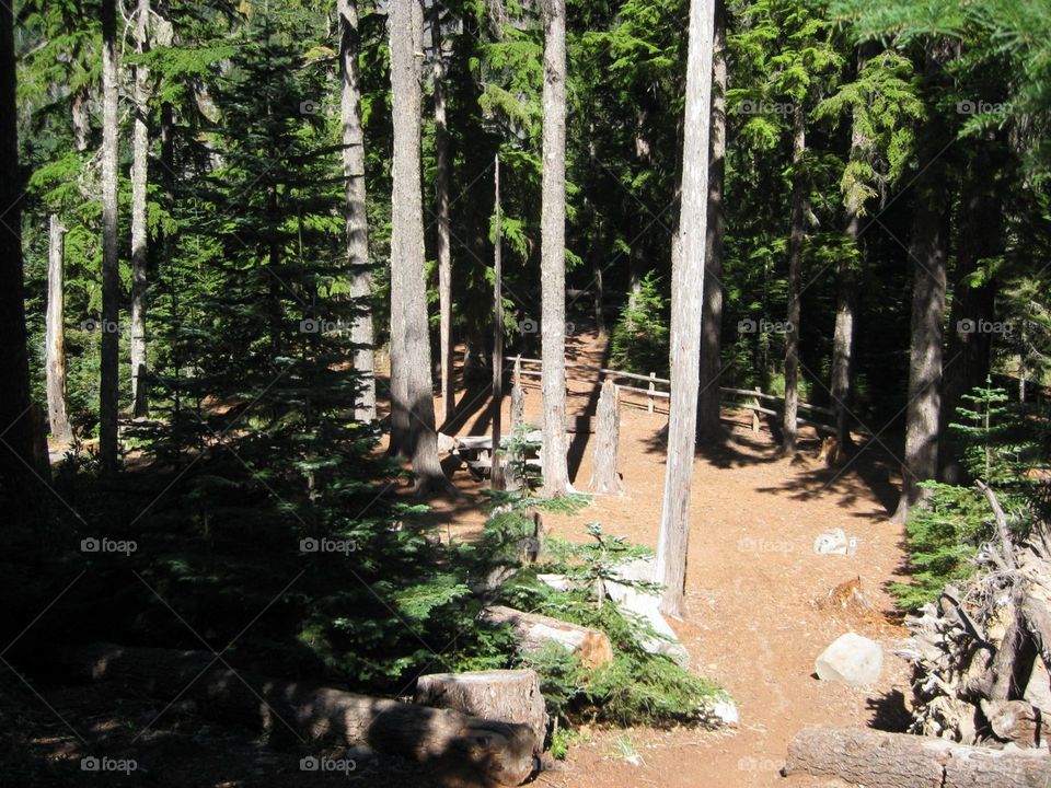hiking. Hiking Mt Hood