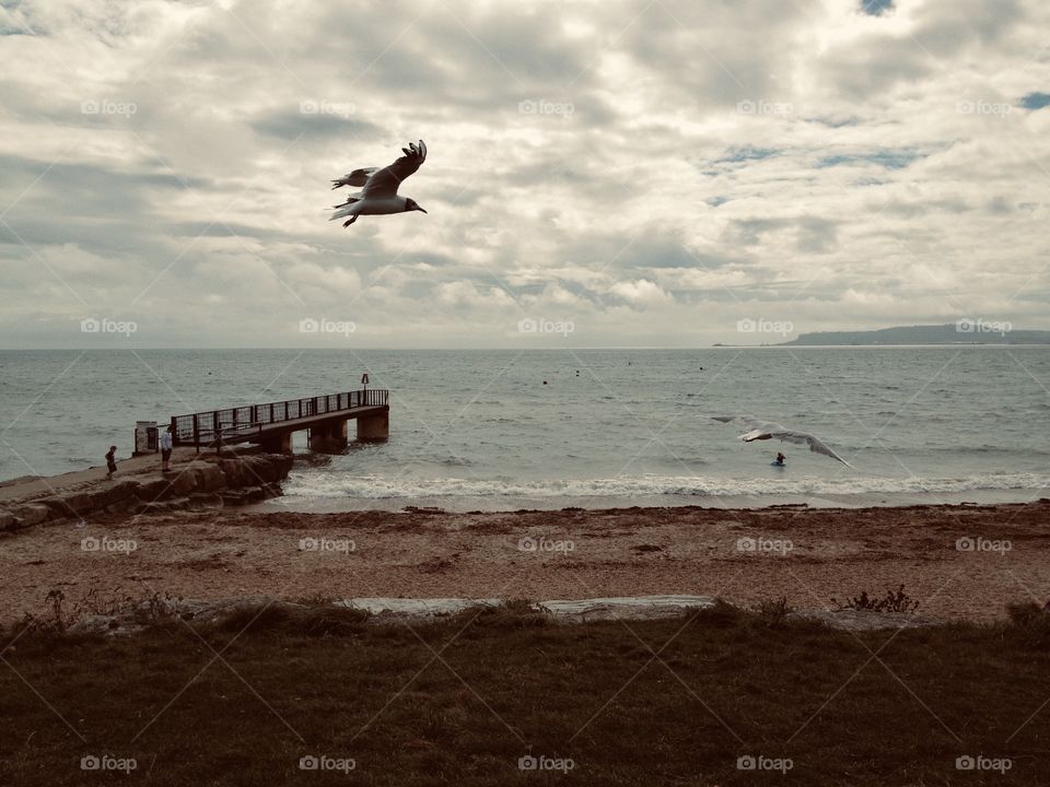 Beautiful birds view at sea