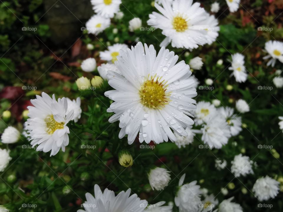 Raindrops on flowers