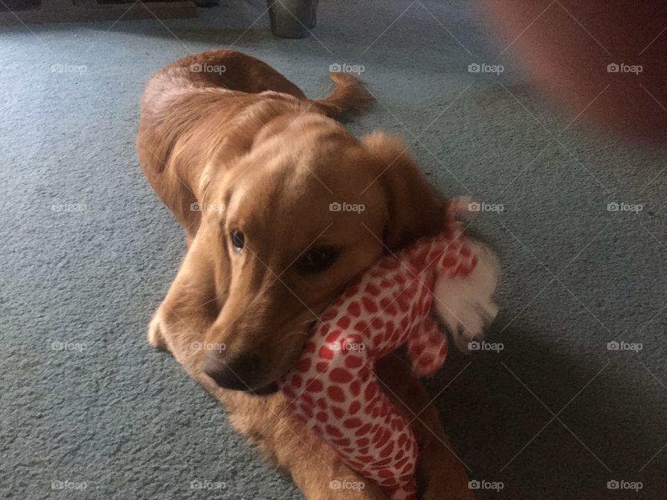Golden retriever with toy