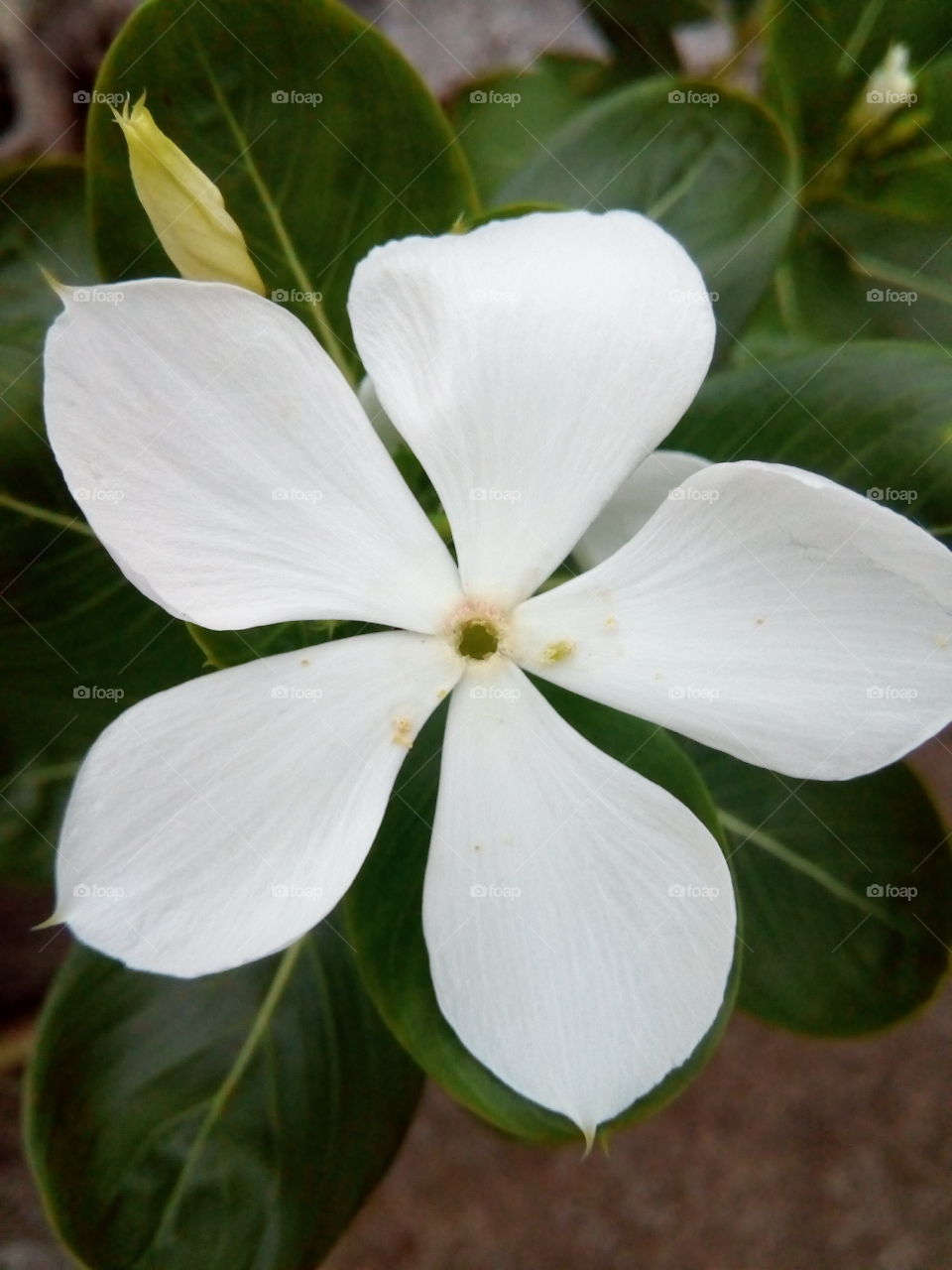 gorgeous white flower