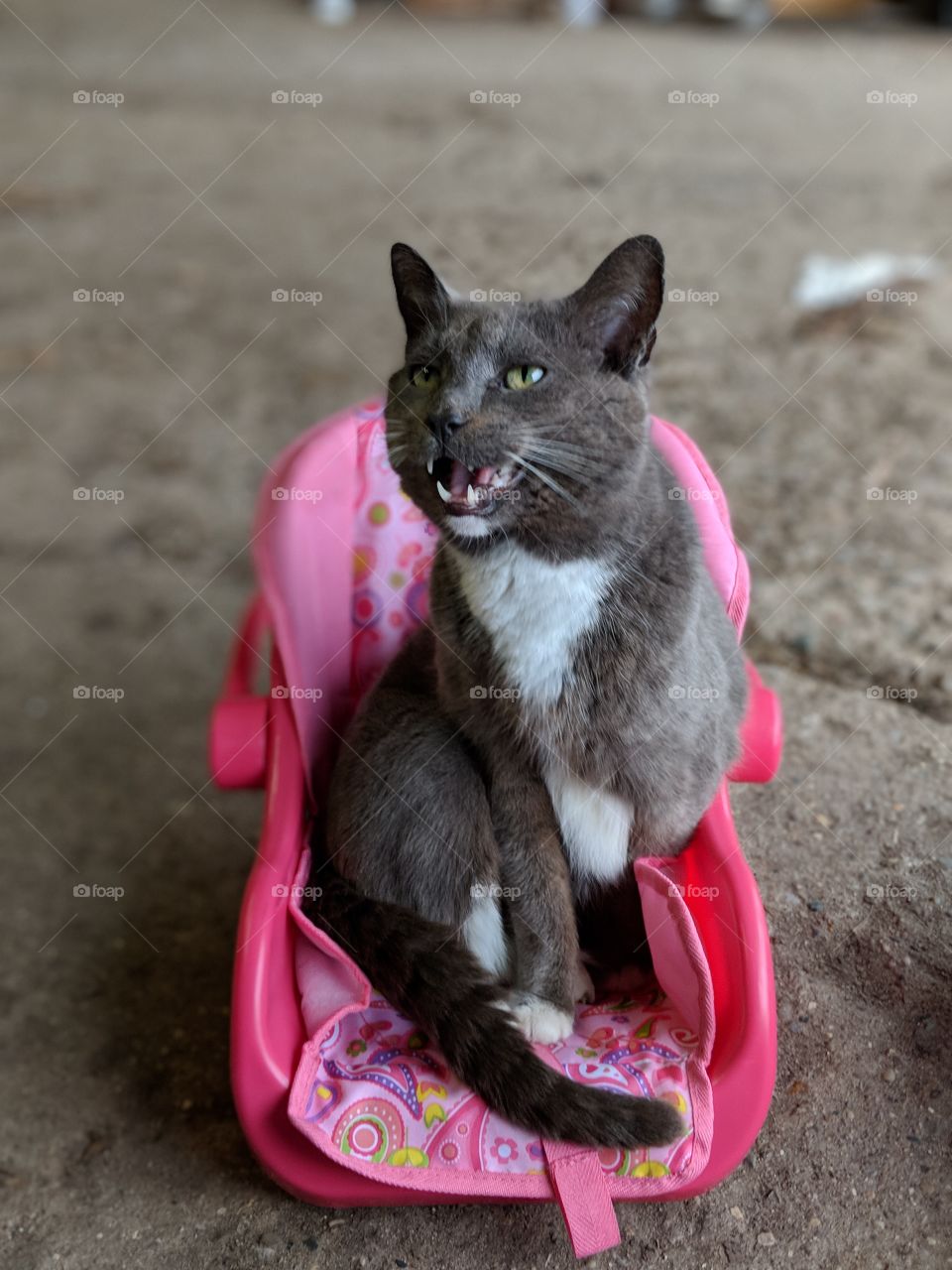 Gray cat sitting comfortably in a pink baby seat