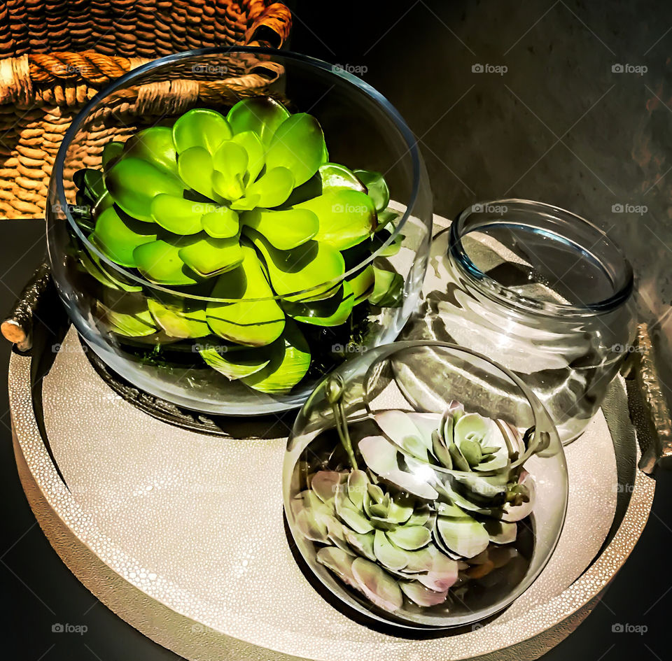Plant in a glass bowl