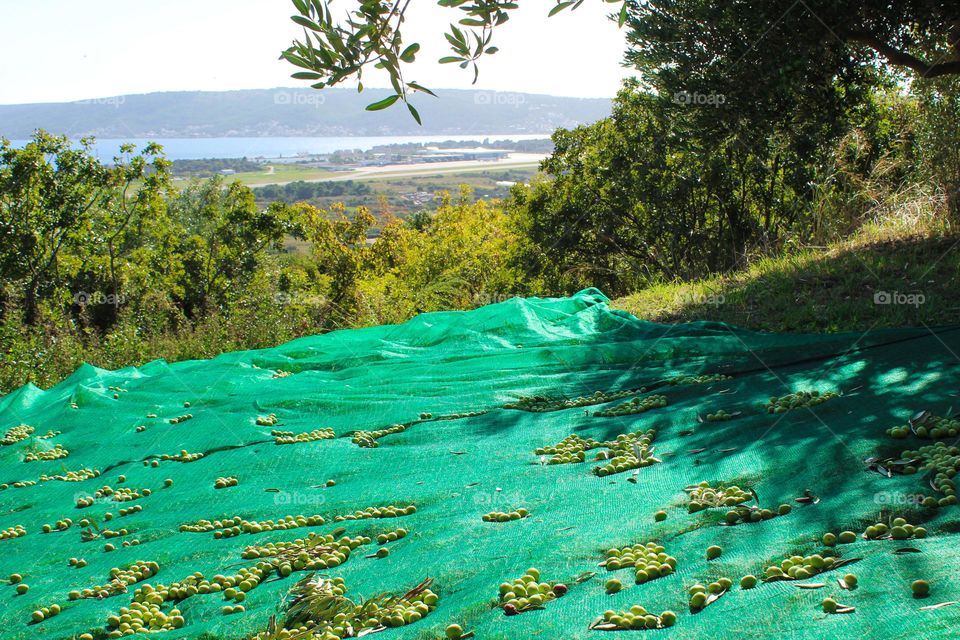 November olive harvest in the Mediterranean