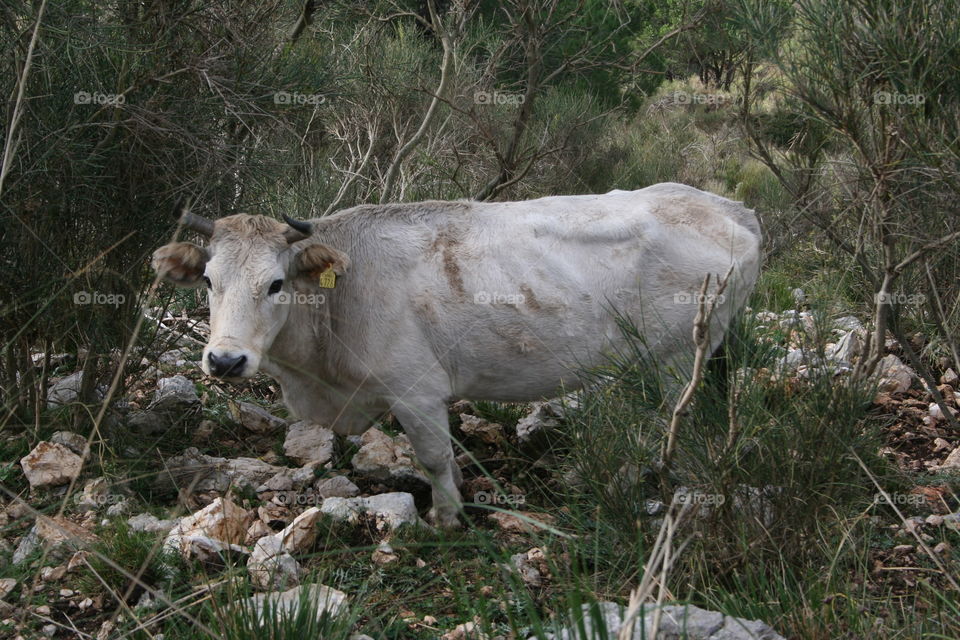 Cow