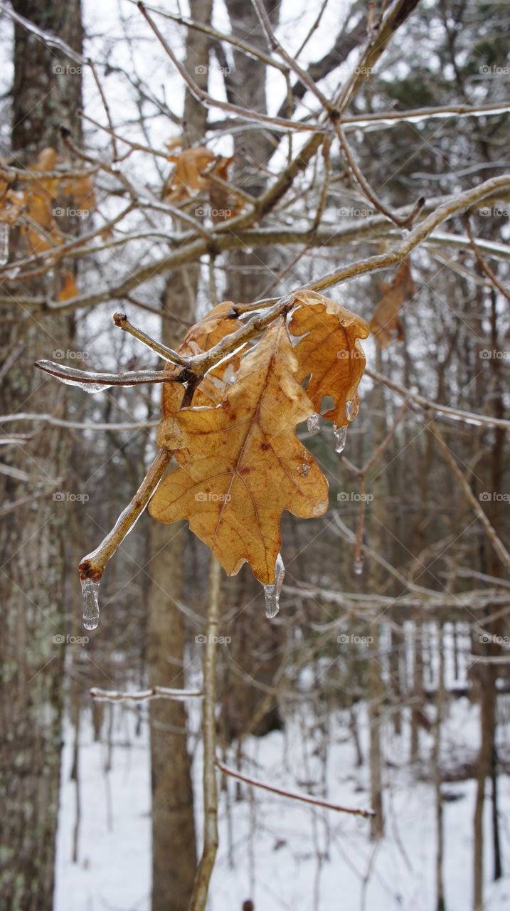 Frozen oak leaves