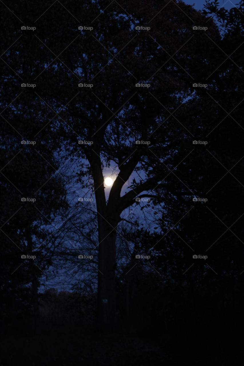 The moon shining through a great oak tree at evening.