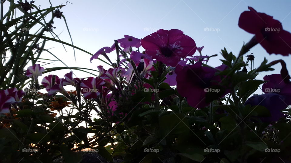 Looking Up at Petunias