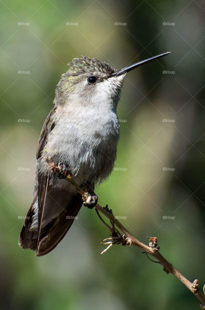 Anna Hummingbird 