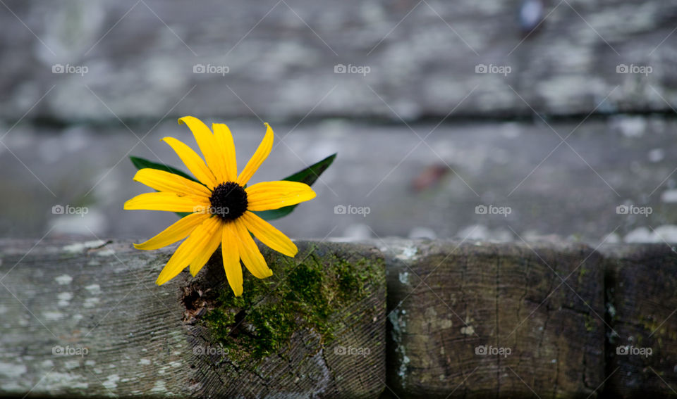 lonely daisy