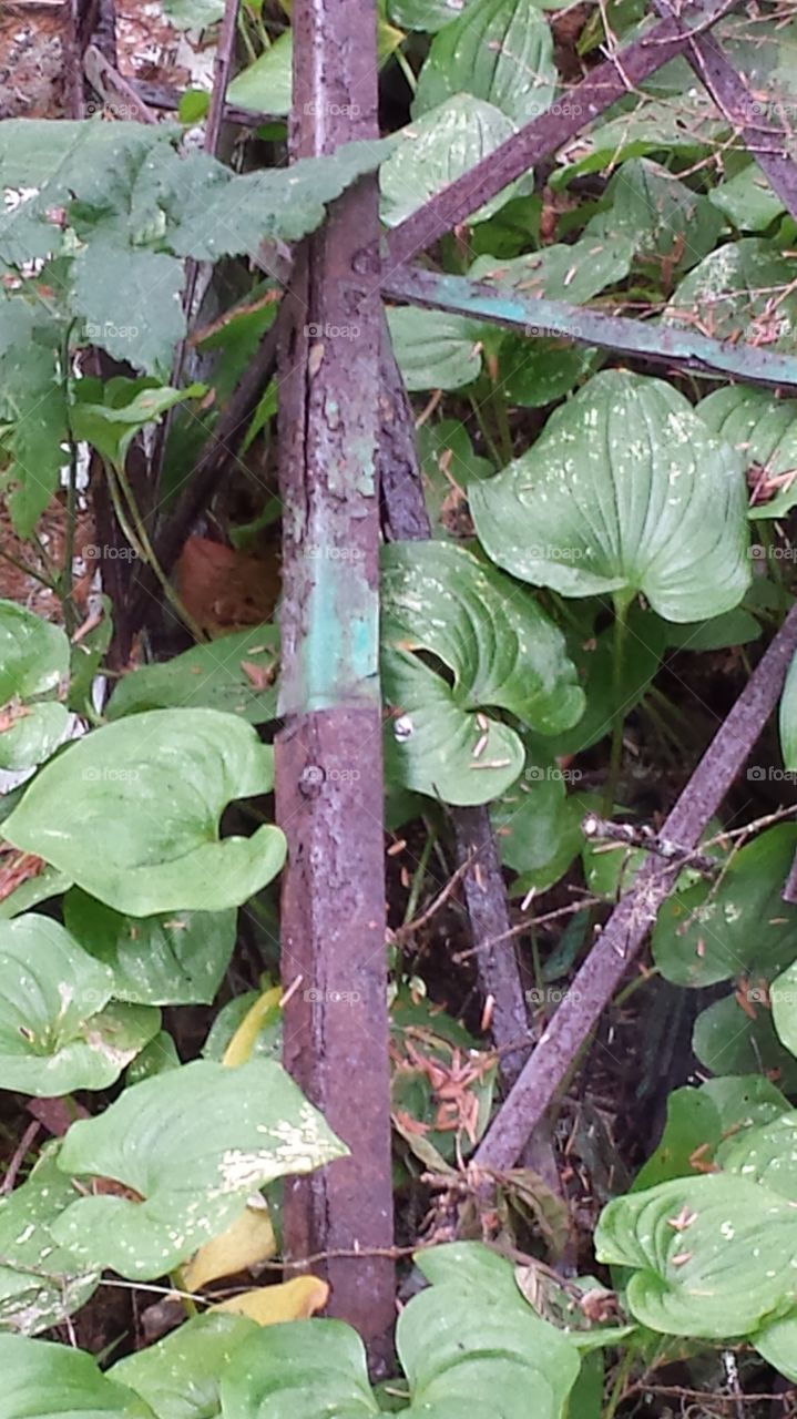 lost decoration. found this metal trellis in the weeds.