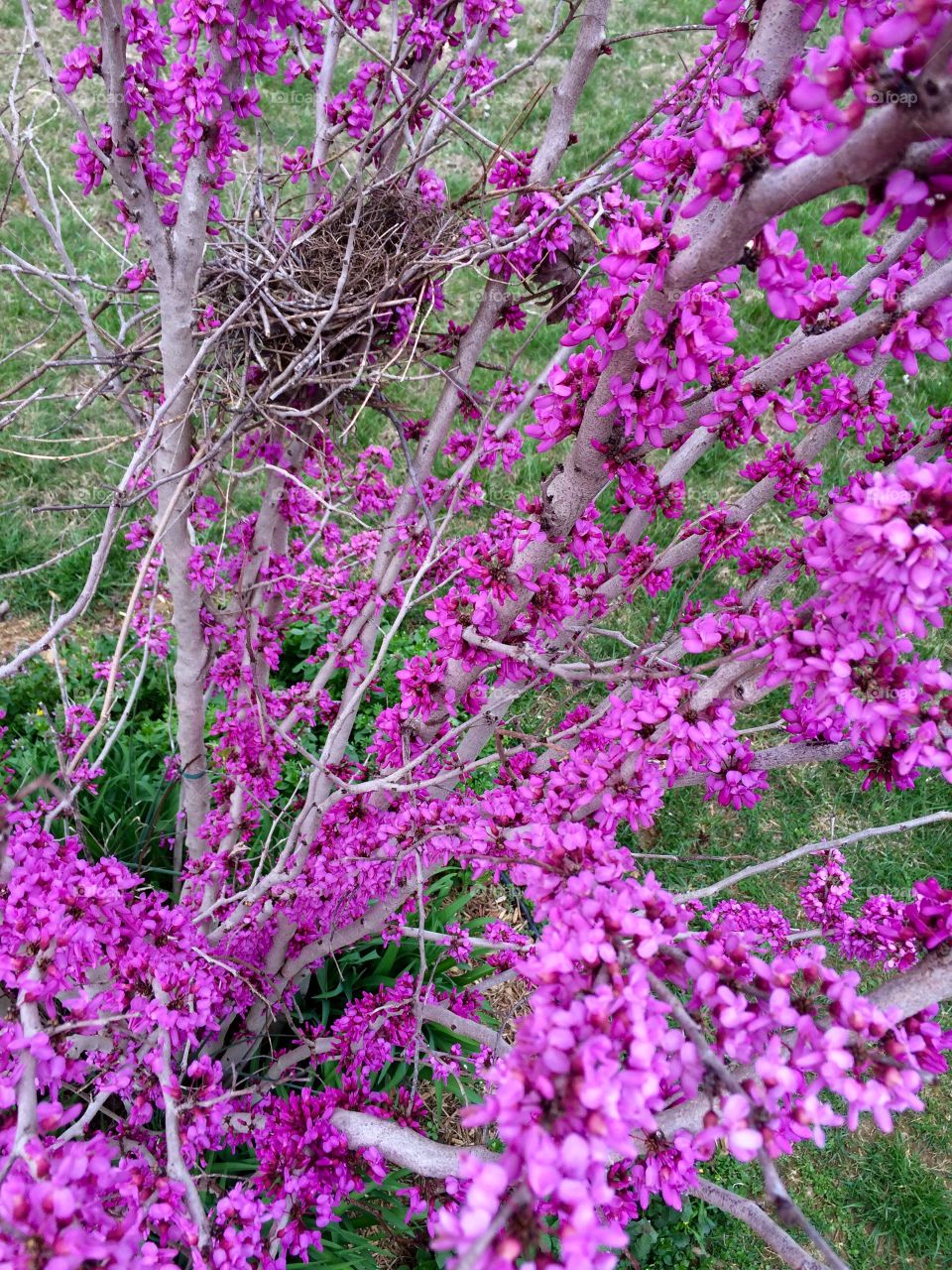 Red Bud Tree 