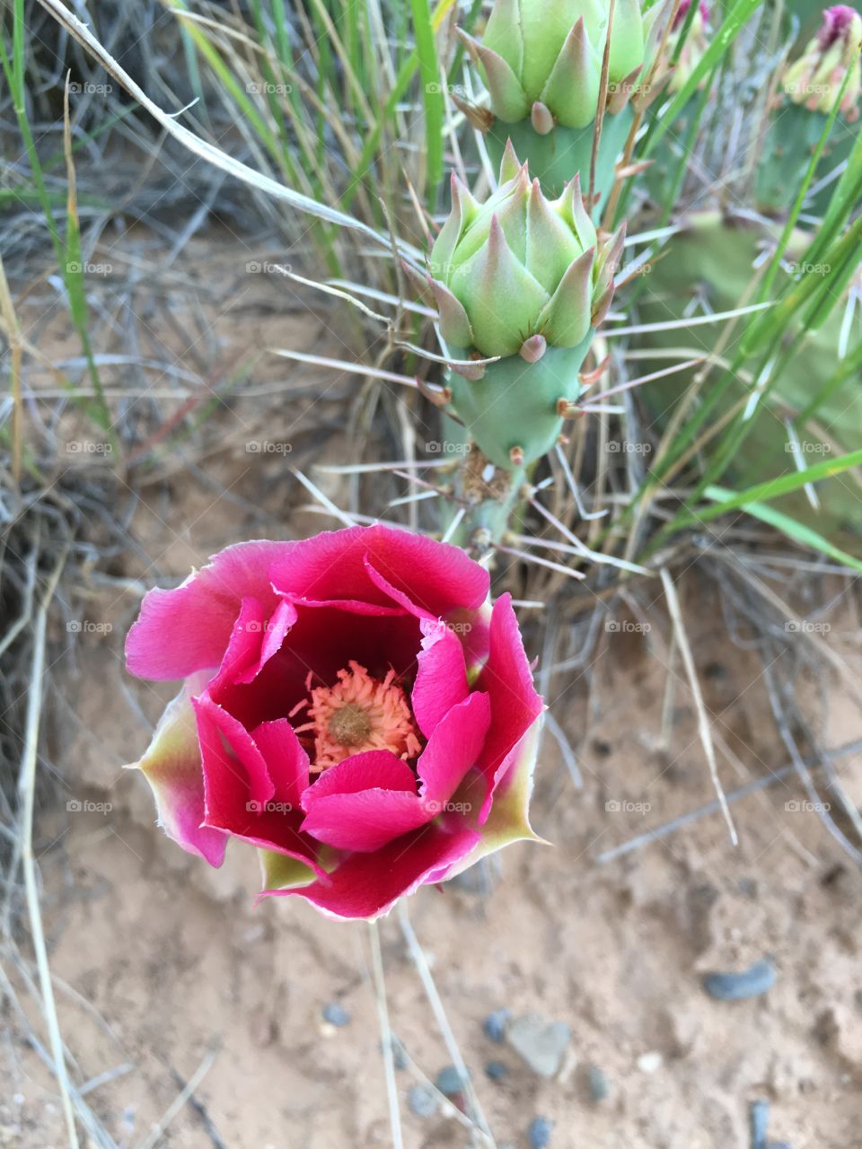 Desert flower